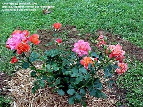 Plantfiles Pictures Floribunda Rose Disneyland Rose Rosa By Palmbob