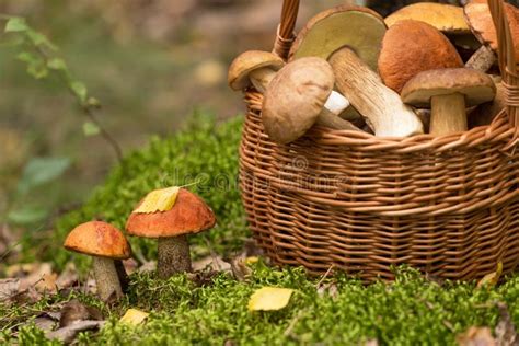 Edible Mushrooms In Moss In Autumn Forest Closeup Porcini In The