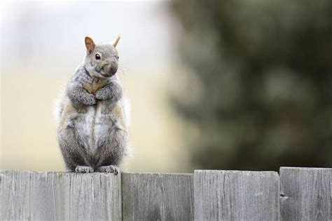 8 Animals That Can Get Into Your House Wildlife Informer