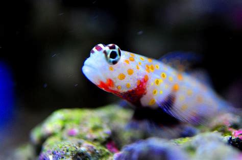 Orange Spotted Shrimp Goby Saltwater Fish Tanks Pet Fish Goby Fish
