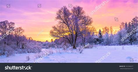 Winter Panorama Landscape Forest Trees Covered Stock Photo 741040477