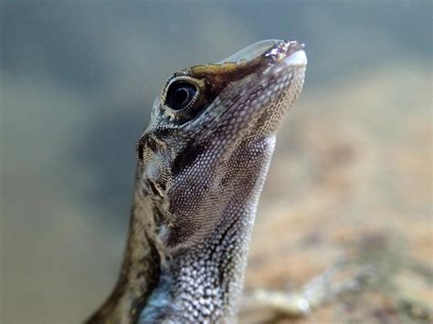 Evolutionary Biologists Just Discovered How Some Lizards Are Able To