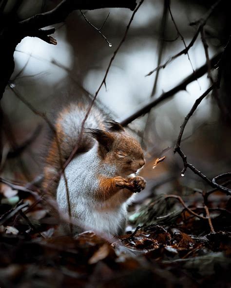 Photographer Captures Enchanting Photos Of Finlands Forest Animals In