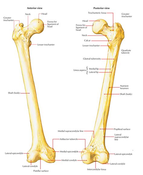 Anatomia Femur