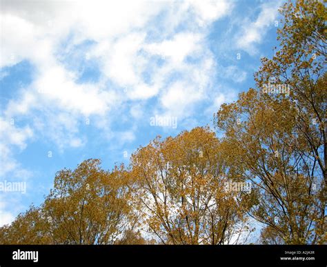 Autumnal Trees Under Deep Blue Skies With Large Prominent Trees In