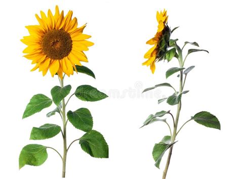 Sunflower Isolated On White Background Stock Image Image Of Object