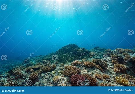 Coral Reef Ocean Floor And Natural Sunlight Underwater Seascape Pacific