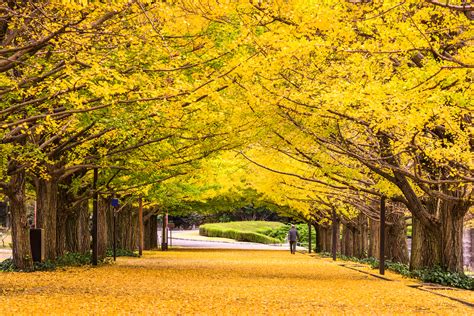 Tokyostreets Autumn Japan Charming Travel Destinations