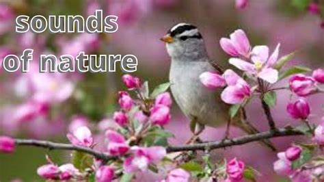 Bird Song In The Forest Relaxing Nature Sounds Youtube