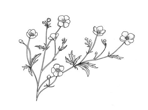Zeichnung und buch bekommen auch noch eine persönliche widmung. Buttercup Flower Sketch at PaintingValley.com | Explore ...