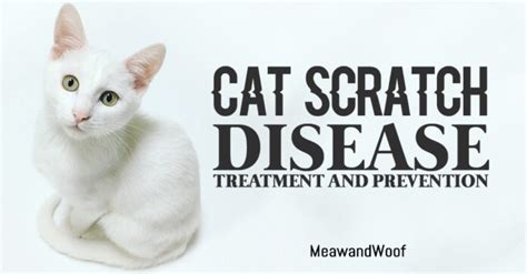 Cat Scratch Disease Treatment And Prevention Petsyclopedia News