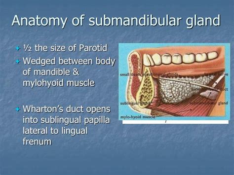 Submandibular Gland Duct Anatomy