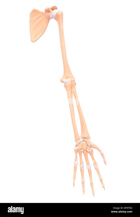 Human Arm Bones Artwork Stock Photo Alamy