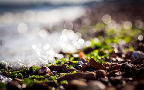 4570629 Depth Of Field Macro Sunlight Pebbles Bokeh Rock Seaweed