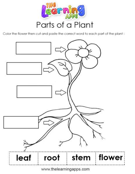 Parts Of A Plant For Kids Cut And Paste