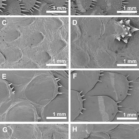 Light Microscopy Images Of Replicas Of Flat Fish Skin A Ctenoid