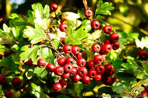 Hawthorn Native Shrub In Hedgerows Across Britain Urban Butterfly Garden