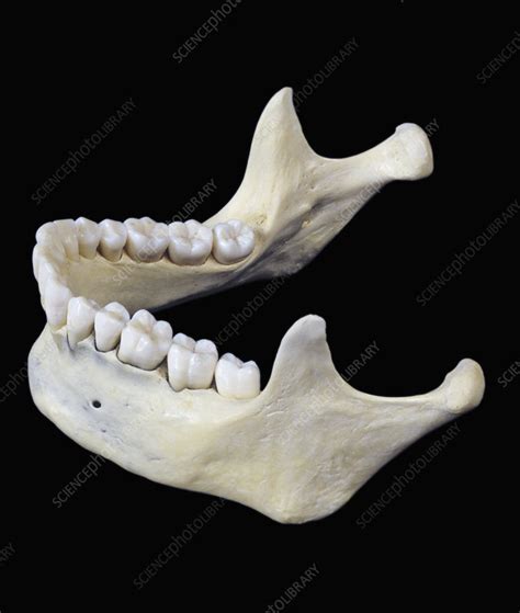 The Human Lower Jaw Bone Or Mandible Stock Image C0055986