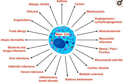 Mast Cells Mast Cell Activation Syndrome Genetics And Solutions