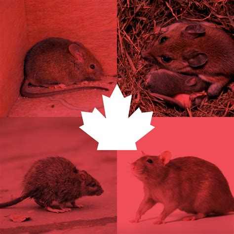 Types Of Rodents In Canada Pest Supply Canada