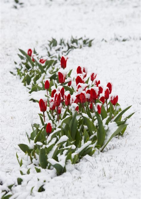 Tulips In A Snow Stock Image Image Of Endurance Cold 2245807