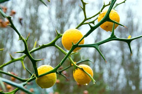 It can tolerate short drought periods but thrive best with other names: Growing Hardy Orange Trees: Get to Know This Unique ...