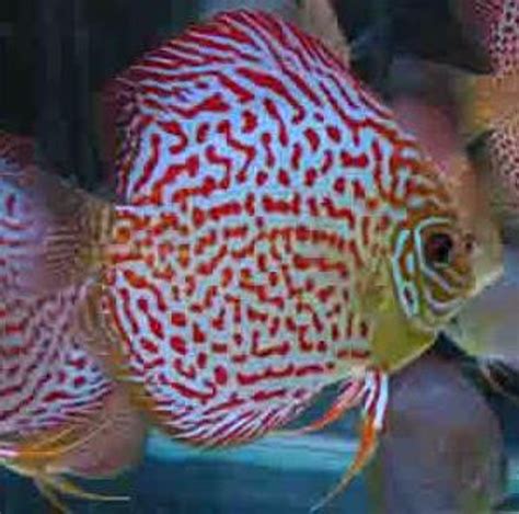 Red Spotted Green Discus Fish F 2 25 Inch Macs Discus