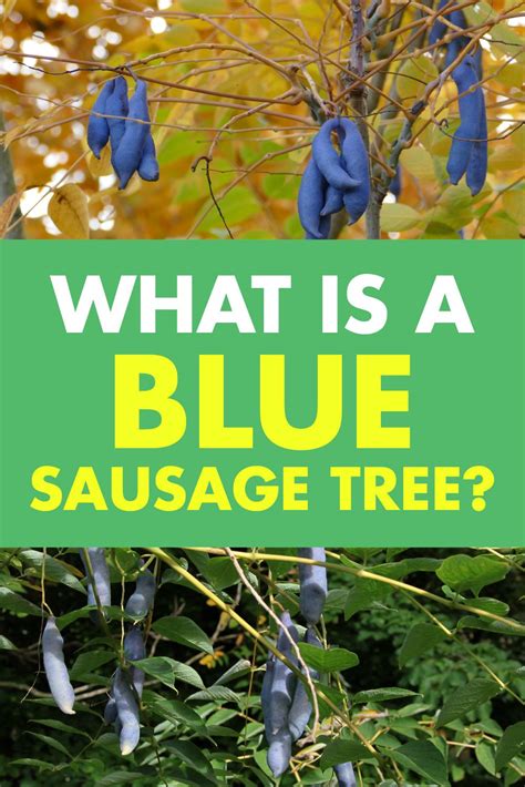 Blue Sausage Tree Fruit Garden Fruit Trees Tree