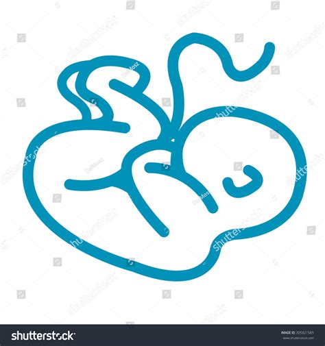 Blue Baby Infan Fetus Foetus Infographics Stock Illustration 305921585