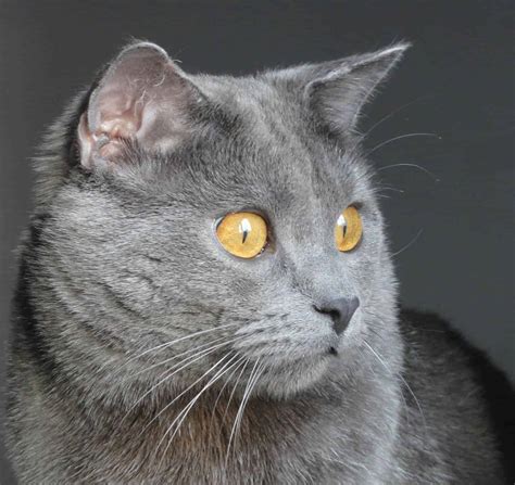 Most Fabulous Grey Cat Breeds And Their Characteristics