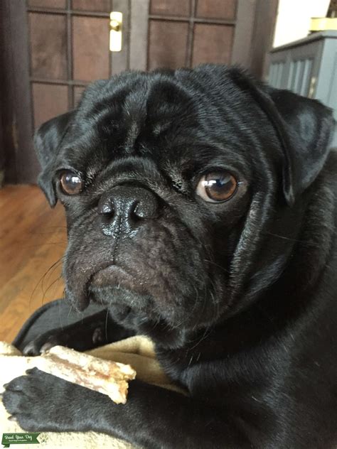 Black Male Pug available as Stud - Stud Dog Midwest - Breed Your Dog