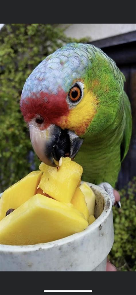 Paulie Wants A Mango Aww