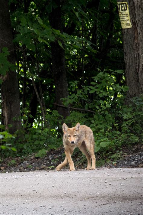 Fish And Wildlife Board Declines Petition To Limit Coyote Hunting