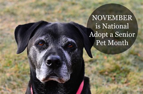 November Is Adopt A Senior Pet Month Face Foundation