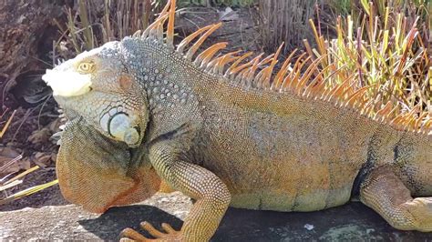 🦎Are Iguanas Dangerous ? Costa Rica Wild Life - YouTube