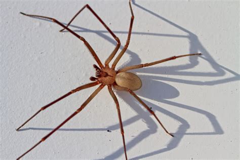 Homeowner S Guide To Brown Recluse Spiders