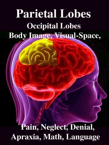 Parietal Lobes Occipital Lobes Body Image Visual Space Pain