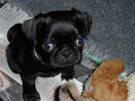 Get this free breed specific training course to have a happy & healthy dog at home. 3/4 PUG PUPPIES ( LOOK JUST LIKE FULL LITTLE PUGS ...