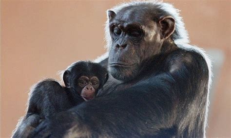 Sex Lives Of Chimpanzees Reveals When We Last Shared A Common Ancestor Daily Mail Online