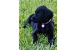 Please read our flat coated retriever breed buying advice page first, or try our useful dog breed selector to find the perfect dog breed. Flat Coated Retriever Puppies for Sale from Reputable Dog ...