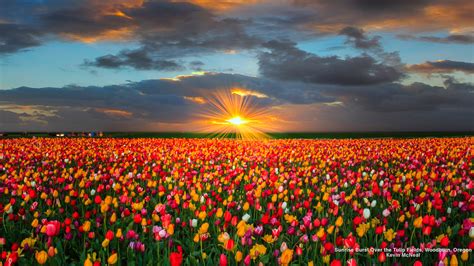 Download Sun Sunset Field Colorful Colors Flower Nature Tulip Hd