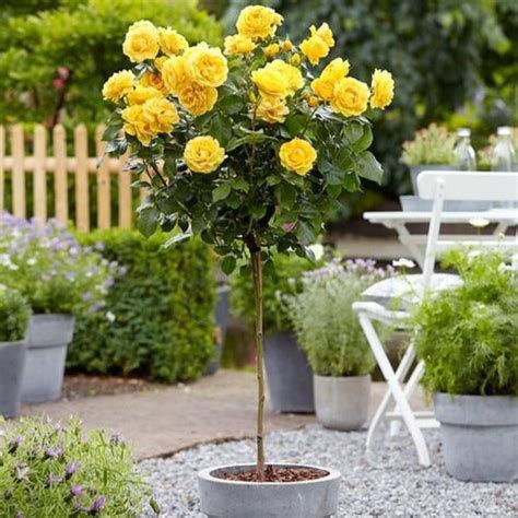 Yellow Sunblaze Miniature Rose Tree —