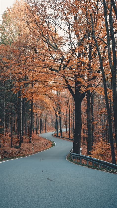 Download Wallpaper 2160x3840 Alley Road Trees Winding Autumn