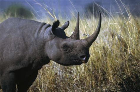 Revealed The African Wild Animals Suffering Most In The