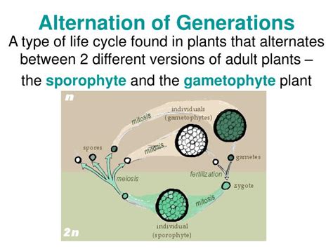 Ppt Alternation Of Generations Powerpoint Presentation Free Download