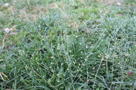 Wisconsin Weeds 13 Most Common Garden Tips 360