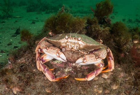 Atlantic Rock Crab Holding Female Photograph By Andrew J Martinez