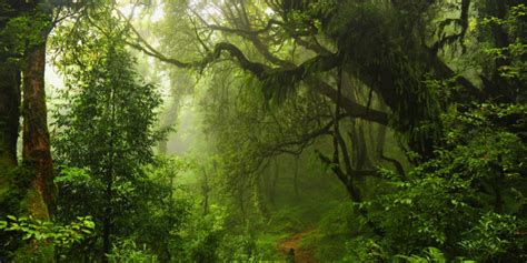 Selva Tropical