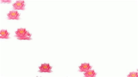 Explore and share the best flowers gifs and most popular animated gifs here on giphy. Transparent Background Flowers Water Hyacinth GIF - TransparentBackgroundFlowers Background ...