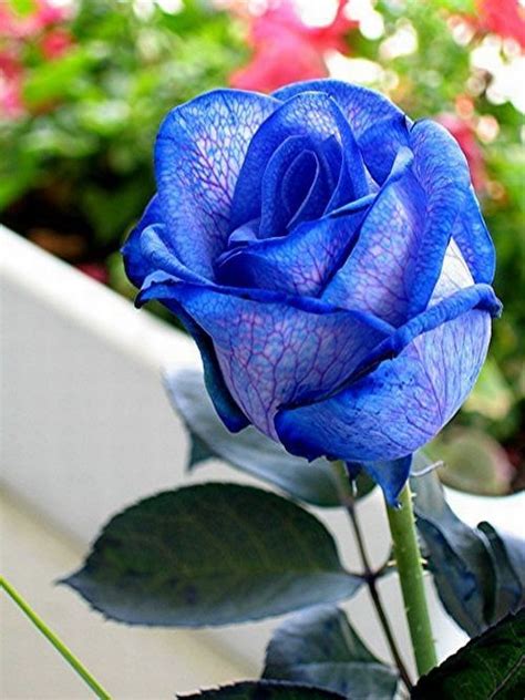 Blue Roses Very Beautiful Pictures 24 Pics